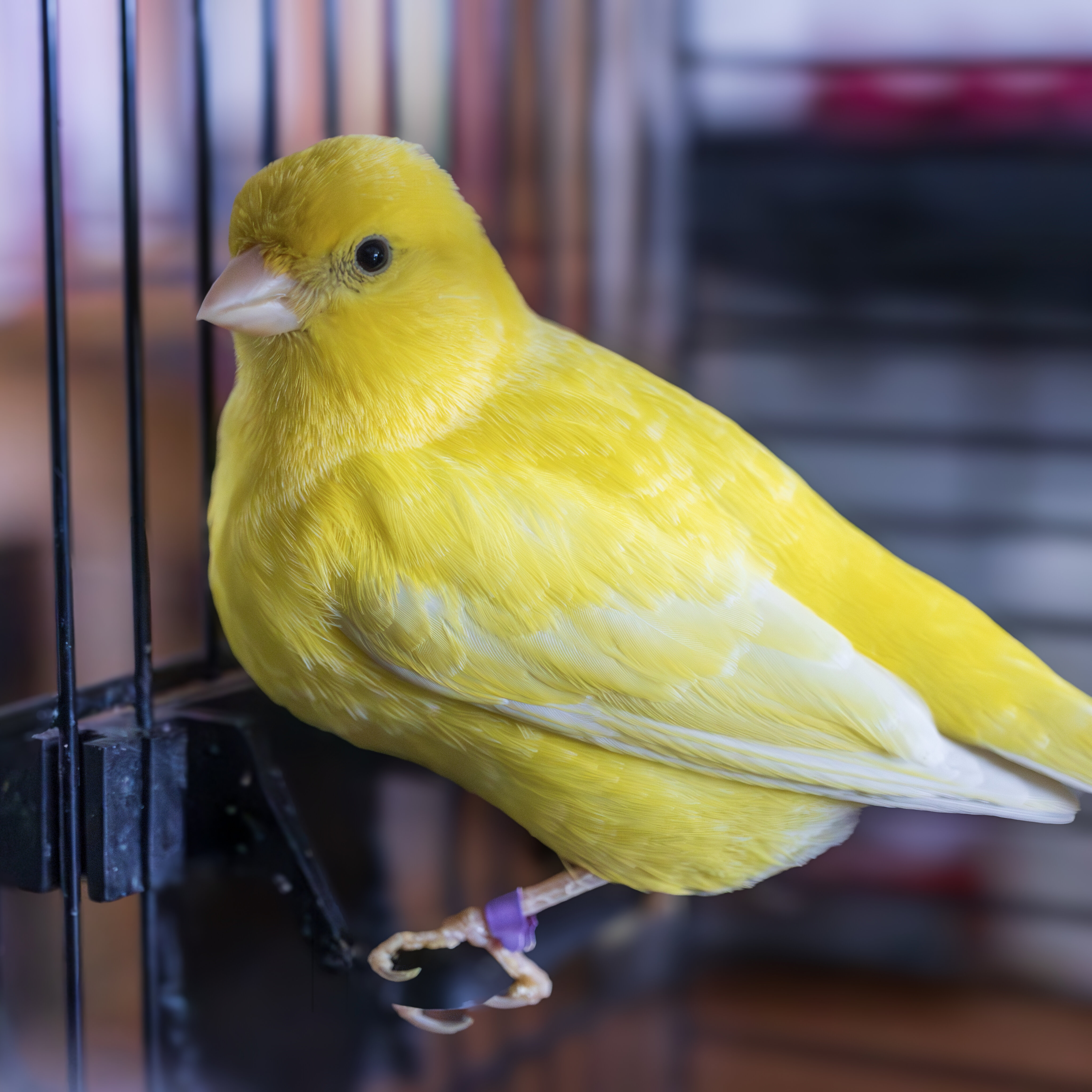 Look at the little bird?