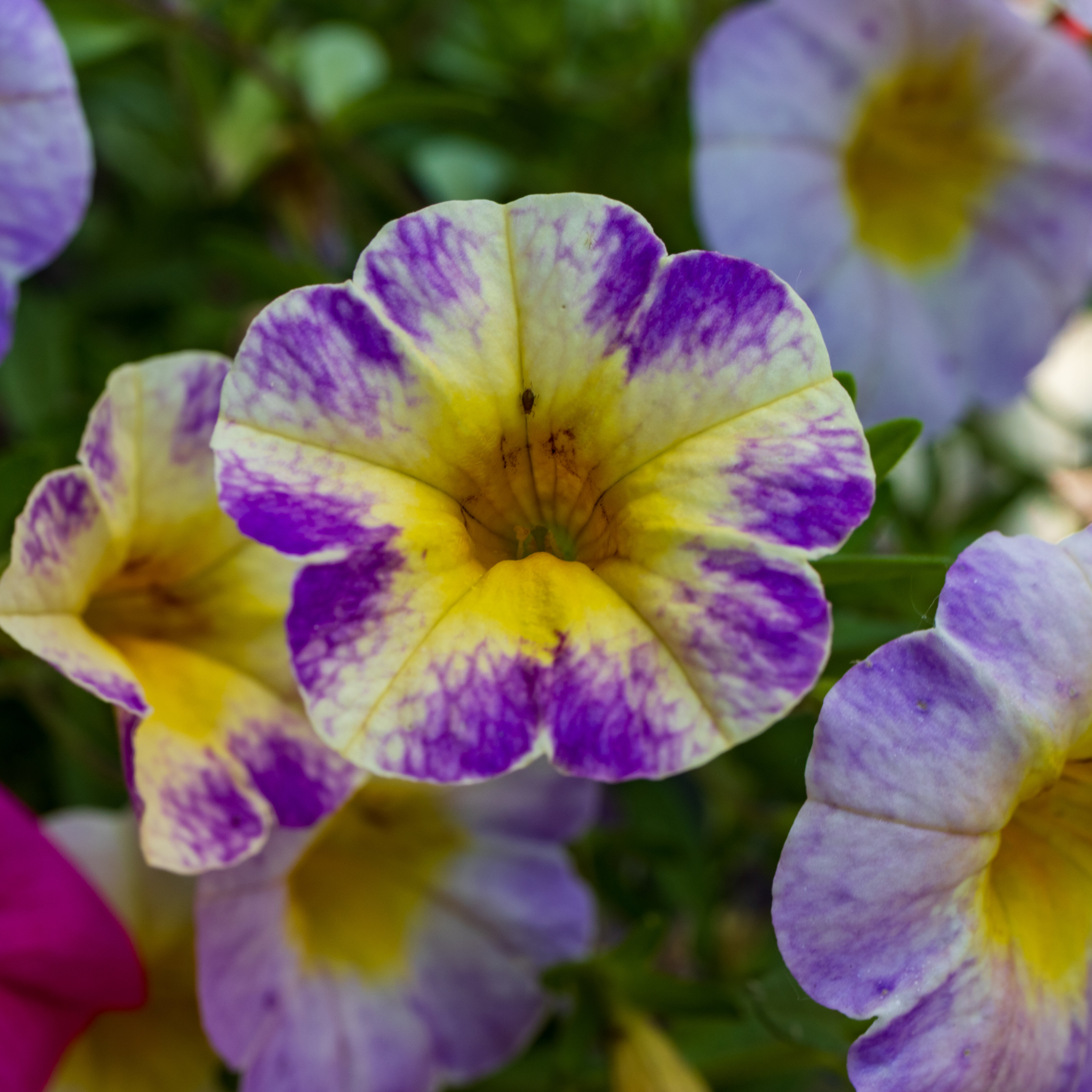 Flowers in our monastery garden