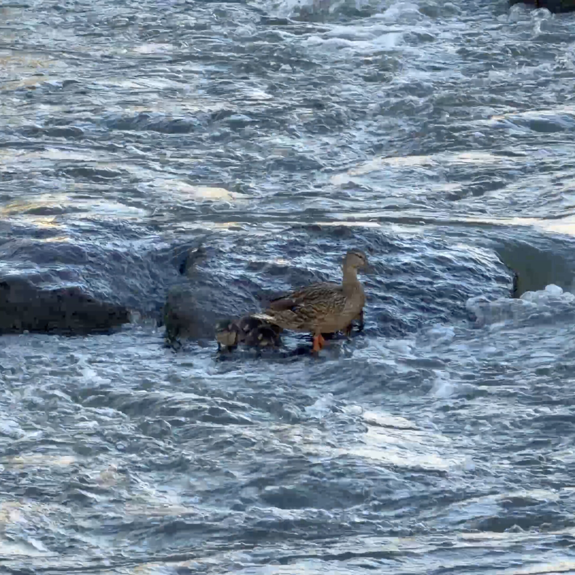All the ducklings are swimming in the water