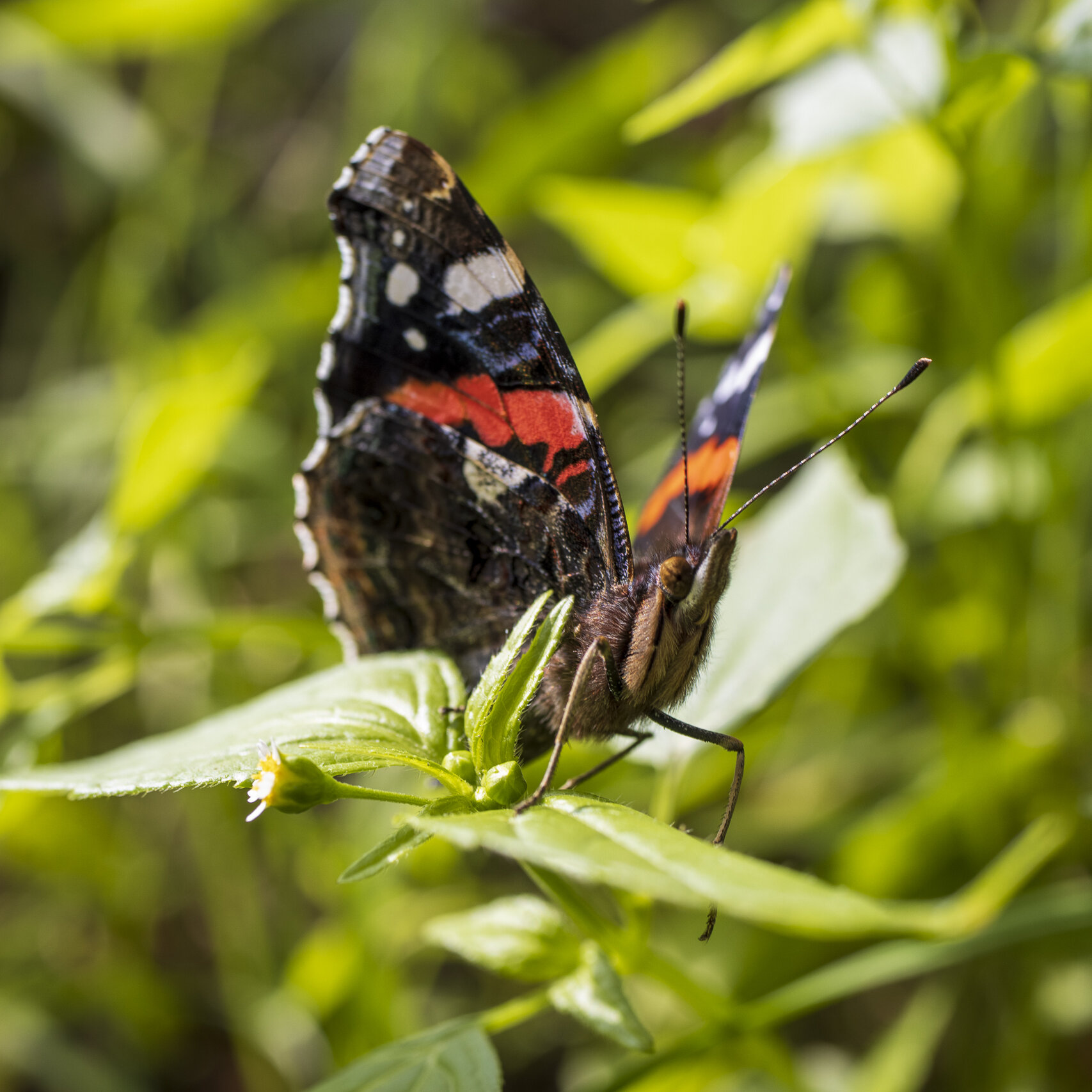 Butterflies