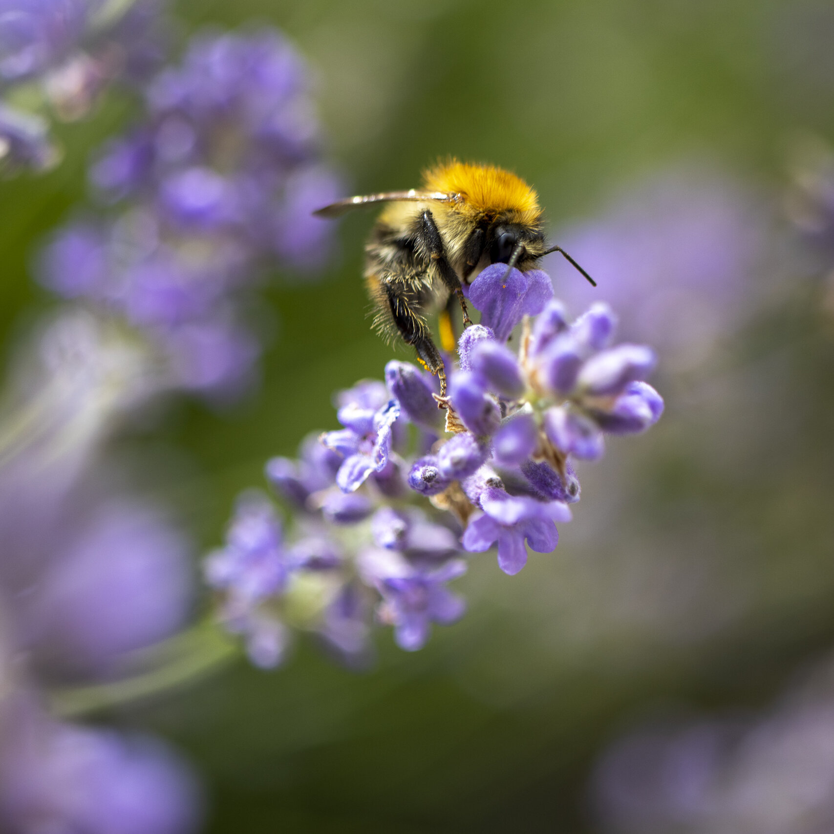 Insects