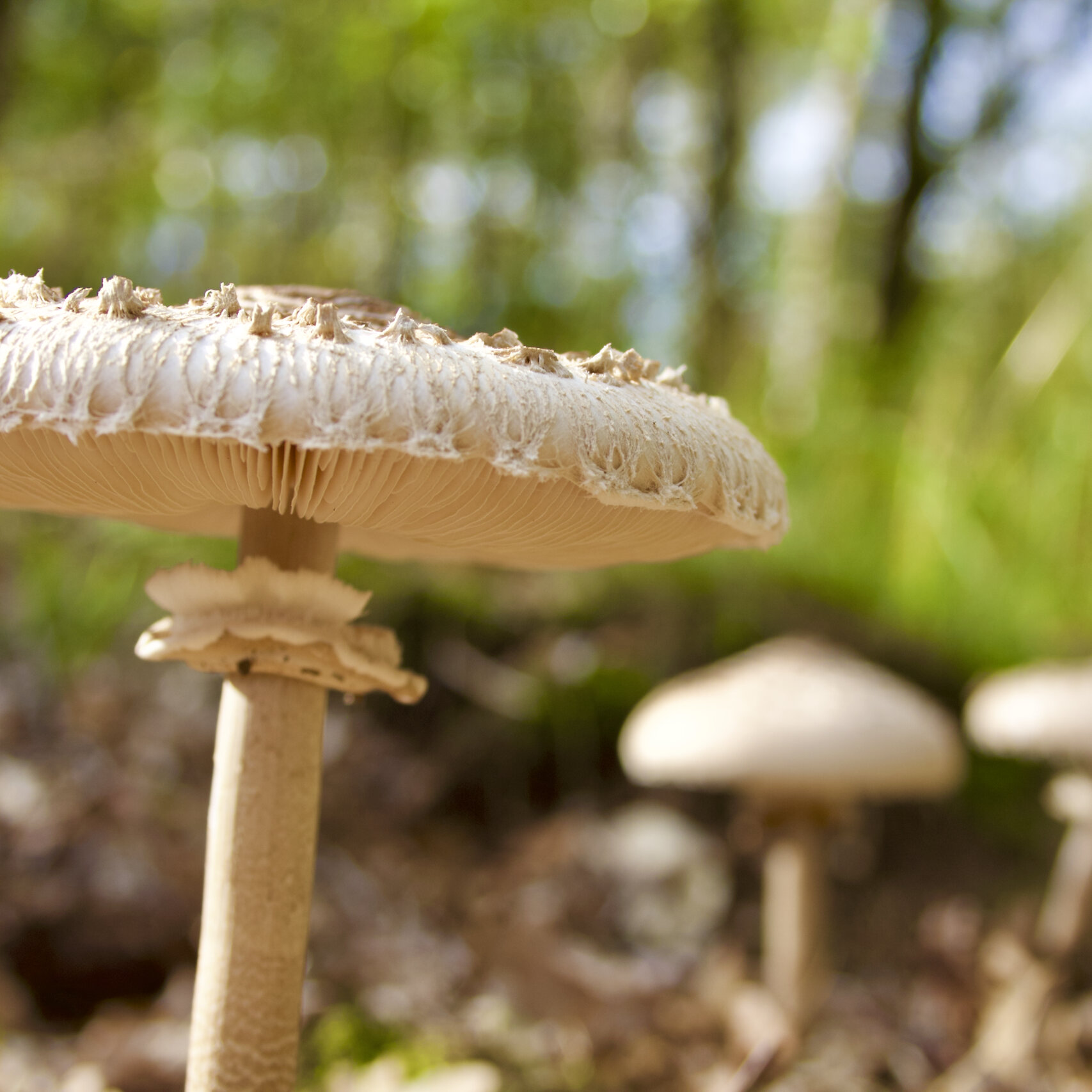 Mushrooms
